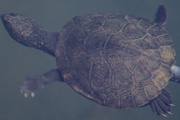 Saw-shelled Turtle (Wollumbinia latisternum)